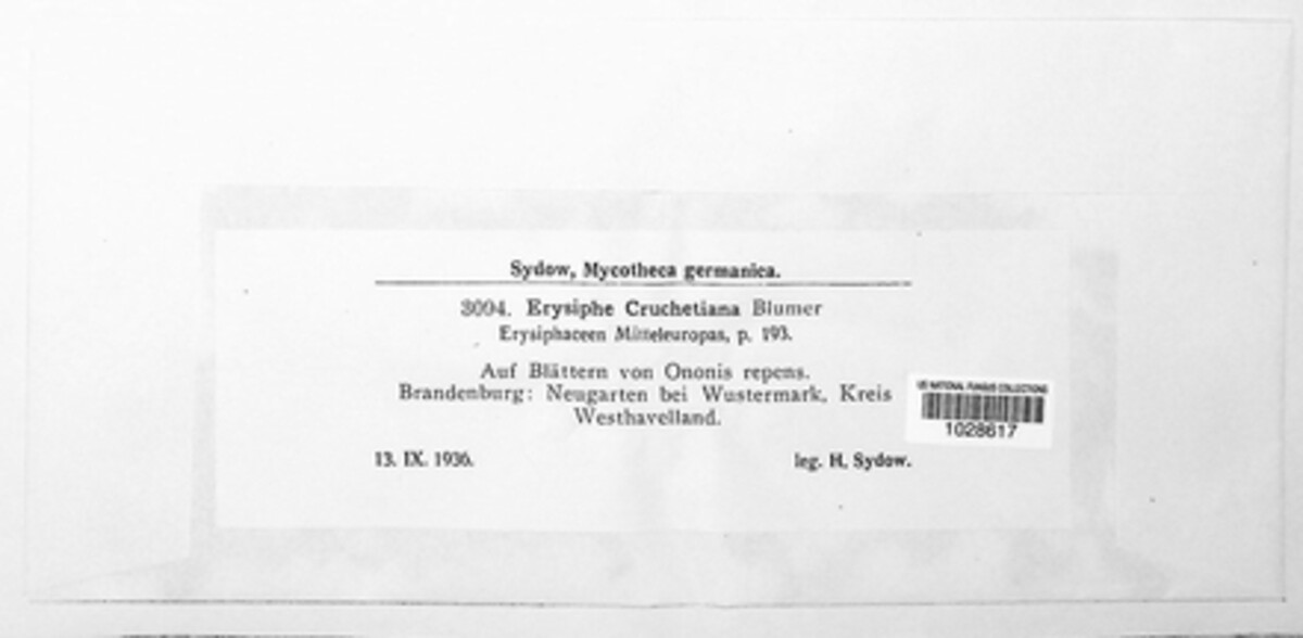 Erysiphe cruchetiana image